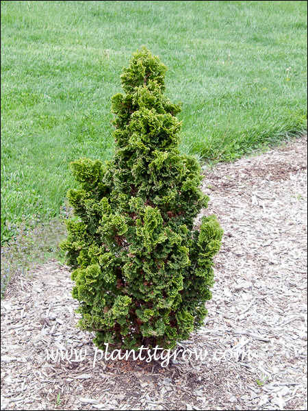 This small plant demonstrates the ruffled appearance of the foliage.